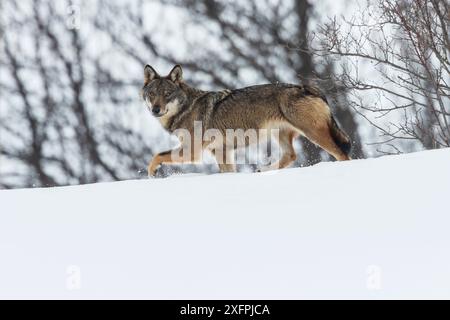 Wild lupo appenninico (Canis lupus italicus) nel paesaggio innevato. Appennino centrale, Abruzzo, Italia. Febbraio. Italian sottospecie endemica. Foto Stock