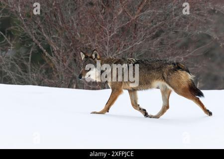 Wild lupo appenninico (Canis lupus italicus) nel paesaggio innevato. Appennino centrale, Abruzzo, Italia. Febbraio. Italian sottospecie endemica. Foto Stock