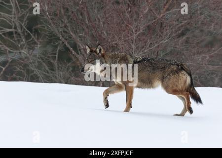 Wild lupo appenninico (Canis lupus italicus) nel paesaggio innevato. Appennino centrale, Abruzzo, Italia. Febbraio. Italian sottospecie endemica. Foto Stock
