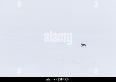 Wild lupo appenninico (Canis lupus italicus) nel paesaggio innevato. Appennino centrale, Abruzzo, Italia. Febbraio. Italian sottospecie endemica. Foto Stock