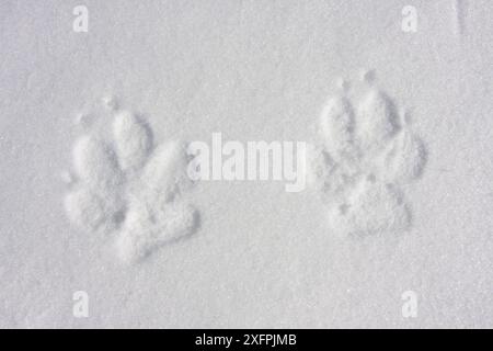 Il lupo appenninico selvatico (Canis lupus italicus) traccia nella neve ghiacciata. Appennino centrale, Abruzzo, Italia. Marzo. Foto Stock