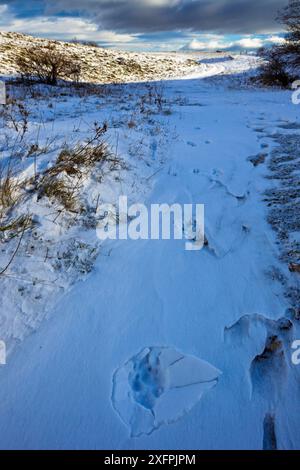 Il lupo appenninico selvatico (Canis lupus italicus) traccia nella neve ghiacciata. Appennino centrale, Abruzzo, Italia. Dicembre. Foto Stock
