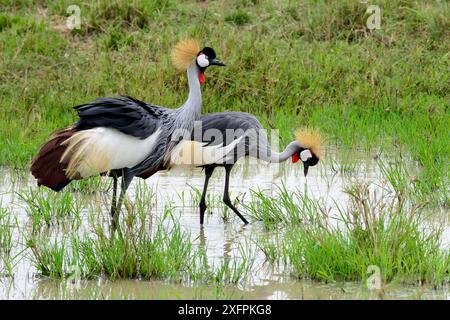 Gru coronate nere (Balearica pavonina) che si forgiano nelle zone umide di Masai Mara, Kenya. Foto Stock