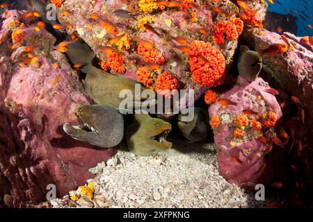 Murene maculate (Gymnothorax dovii) insieme in una tana, Parco Nazionale dell'Isola di Malpelo, sito Patrimonio dell'Umanità dell'UNESCO, Colombia, Oceano Pacifico orientale Foto Stock