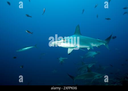 Scolarizzazione di squali martello scalpato (Sphyrna lewini) Parco Nazionale dell'Isola di Malpelo, sito Patrimonio dell'Umanità dell'UNESCO, Colombia, Oceano Pacifico orientale. In pericolo. Foto Stock