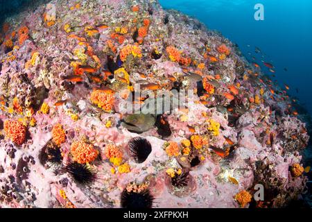 Il Parco Nazionale dell'Isola di Malpelo, sito Patrimonio dell'Umanità dell'UNESCO, Colombia, Oceano Pacifico orientale Foto Stock