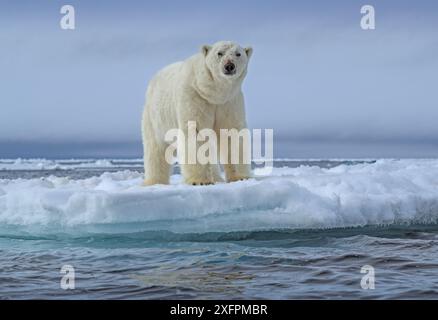 Orso polare (Ursus maritimus) in piedi sul bordo del ghiaccio del branco, Svalbard, Norvegia. Giugno. Foto Stock