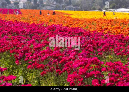 Campo di ranunculus rosso rosa scuro presso i Fiori di Carlsbad in contrasto con i fiori arancioni e gialli. Foto Stock