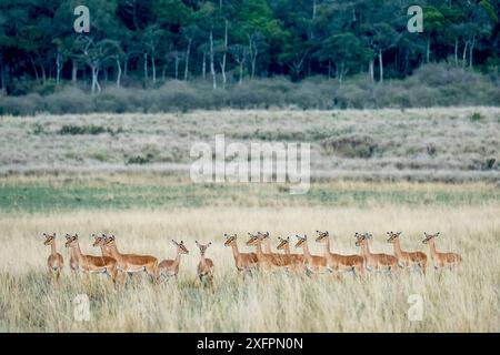 Branco di donne in allerta Impala (Aepyceros melampus), riserva di caccia Masai-Mara, Kenya Foto Stock