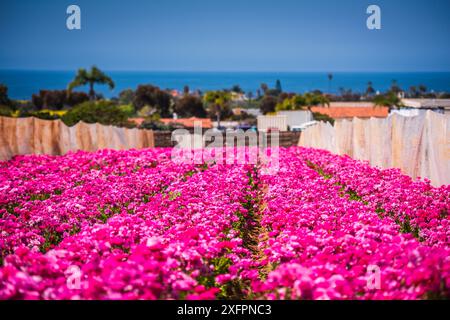 File di rununculo rosa fioriscono nei campi di fiori di Carlsbad con l'Oceano Pacifico sullo sfondo. Foto Stock