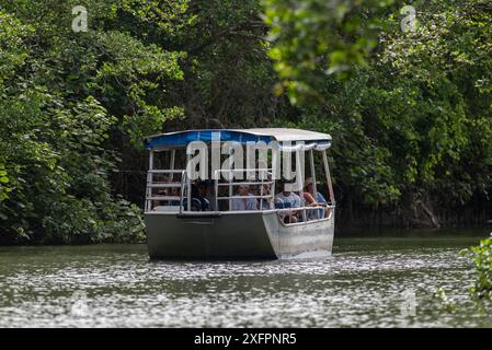 Barca turistica sul fiume Daintree, Daintree, Queensland, Australia Foto Stock