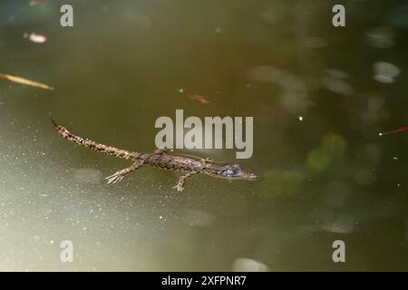 Coccodrillo di acqua salata (Crocodylus porosus), nuoto, Daintree, Queensland, Australia Foto Stock