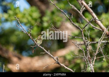 Arcobaleno (Merops ornatus) arroccato con piume soffocate, Daintree , Queensland, Australia Foto Stock