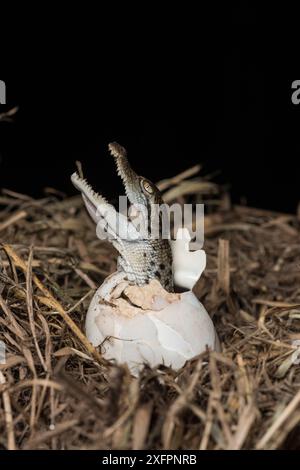 Coccodrillo di acqua salata (Crocodylus porosus) che si schiude dal guscio d'uovo, Daintree , Queensland, Australia Foto Stock