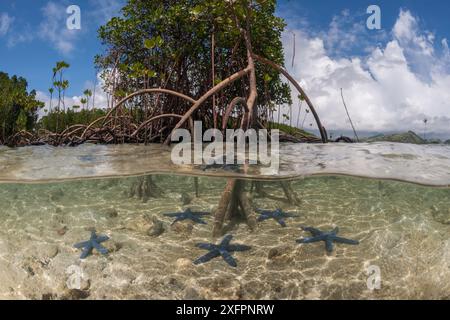 Vista a livello diviso delle stelle marine blu (Linckia laevigata) sparse nelle sabbie bianche poco profonde e un albero di mangrovie con le sue numerose radici aeree (Rhizophora sp), Nukubati Island Resort, Provincia di Macuata, Figi, Pacifico meridionale Foto Stock