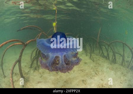 Meduse della corona viola (Netrostoma setouchina) nelle mangrovie basse, Nukubati Island Resort, Provincia di Macuata, Figi, Pacifico meridionale Foto Stock