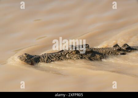 Coccodrillo di acqua salata (Crocodylus porosus) che nuota verso la crociera in barca sul fiume Adelaide, il fiume Adelaide, Darwin, territori del Nord, Australia Foto Stock