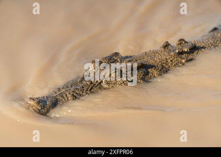 Coccodrillo di acqua salata (Crocodylus porosus) che nuota verso la crociera in barca sul fiume Adelaide, il fiume Adelaide, Darwin, territori del Nord, Australia Foto Stock