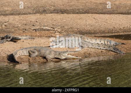 Coccodrillo d'acqua dolce (Crocodylus johnsoni) crogiolandosi sulla riva del fiume, Kimberley, Australia Occidentale, Australia Foto Stock