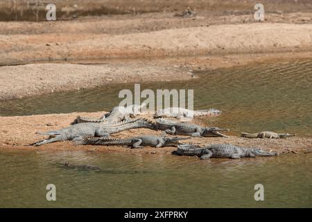 Coccodrilli d'acqua dolce (Crocodylus johnsoni) che si crogiolano sulla riva del fiume Kimberley, Australia Occidentale, Australia Foto Stock