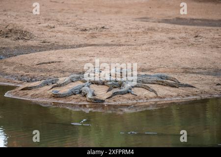 Coccodrillo d'acqua dolce (Crocodylus johnsoni) gruppo crogiolato sulla riva del fiume, Kimberley, Australia Occidentale, Australia Foto Stock