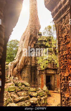 Il famoso e iconico Ta Prohm tempel, una popolare destinazione di viaggio conosciuta dal film Tomb Rider Foto Stock