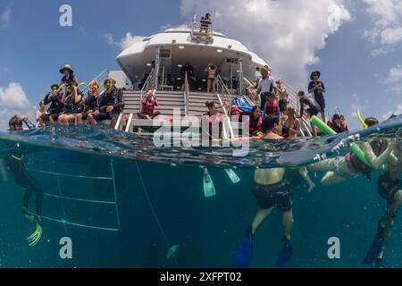 Split level of snorkelers swimming the Reef of the Great Barrier Reef Underwater, Great Barrier Reef, Queensland, Australia ottobre 2016. Foto Stock