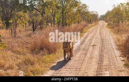 Un maschio leone africano che cammina Foto Stock