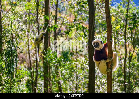 Il Coquerel Sifaka nel suo ambiente naturale in un nazionale parco sull'isola di Madagascar Foto Stock