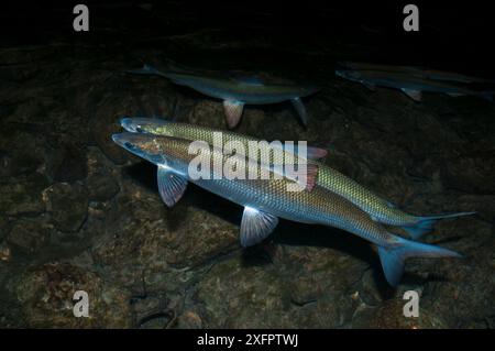 Lavaret (Coregonus lavaretus) coppia che riproduce di notte, Alpi, lago Aiguebelette, Francia. Dicembre. Foto Stock