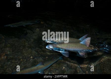 Lavaret (Coregonus lavaretus) coppia che riproduce di notte, Alpi, lago Aiguebelette, Francia. Dicembre. Foto Stock