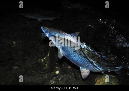 Lavaret (Coregonus lavaretus) coppia che riproduce di notte, Alpi, lago Aiguebelette, Francia. Dicembre. Foto Stock