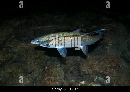 Lavaret (Coregonus lavaretus) coppia che riproduce di notte, Alpi, lago Aiguebelette, Francia. Dicembre. Foto Stock