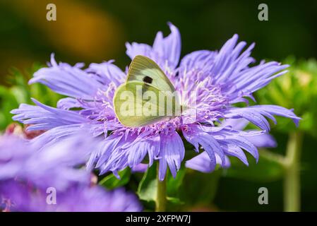 Femmina di cavolo ( Pieris brassicae ) che si nutre con nettare di fiori da Stokesia laevis 'Mels Blue' Foto Stock