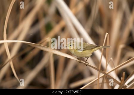 Chiffchaff comune (Phylloscopus collybita) arroccato sul fusto del bulrush (Typha latifolia) accanto al lago a Quinta do Lago, riserva naturale Ria Formosa, Algarve, Portogallo, febbraio. Foto Stock