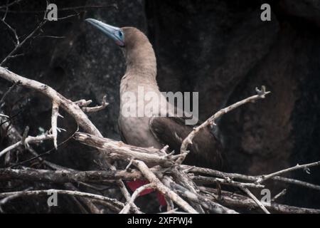 Un Booby dai piedi rossi si trova su un ramo delle isole Galapagos, mostrando il suo caratteristico becco blu e i piedi rossi su un aspro sfondo naturale. Foto Stock