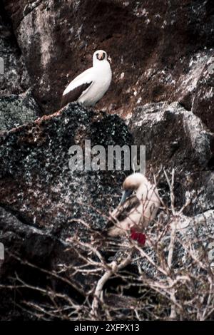 Un Nazca Booby e un Booby dai piedi rossi arroccati sulle aspre rocce delle Isole Galapagos, che mostrano la diversità degli uccelli nella loro abitudine naturale Foto Stock