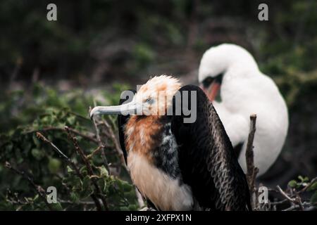 Un'incredibile foto di un giovane frigatebird con il suo colore distintivo e di un booby di Nazca sullo sfondo, che mette in risalto la ricca avifauna del Gal Foto Stock