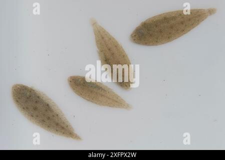 Novellame di sogliola (Solea vulgaris), pescato per la ricerca scientifica dal Tour du Valat. La Gacholle, Camargue, Francia. Foto Stock