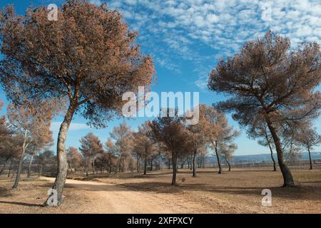 Pino d'Aleppo (Pinus halepensis) bruciato dal fuoco, Etang de Berre, Provenza, Francia. Foto Stock