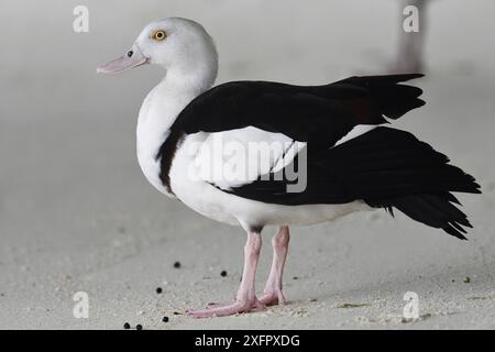 Raja shelduck (Tadorna rajah), Raja Ampat, Papua occidentale, nuova Guinea indonesiana Foto Stock