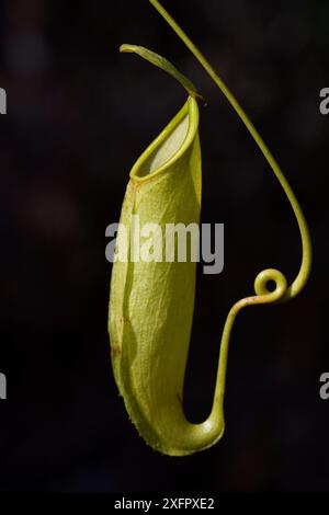 Caraffa (Nepenthes), Misool, Raja Ampat, Papua occidentale, nuova Guinea indonesiana Foto Stock