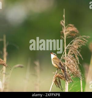 Sedge Warbler Acrocephalus schoenobaenus uccello cantare in canne durante l'alba. Stagione primaverile Foto Stock