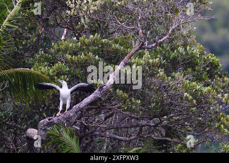 Aquila di mare dal panciotto bianco (Haliaeetus leucogaster), Baia di Tritone, nuova Guinea continentale, Papua occidentale, nuova Guinea indonesiana Foto Stock