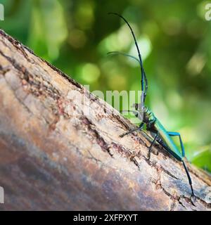 Il coleottero muschiato (Aromia moschata) è una specie eurasiatica di coleottero longhorn appartenente alla sottofamiglia Cerambycidae, seduto su un ramo di albero sul verde Foto Stock