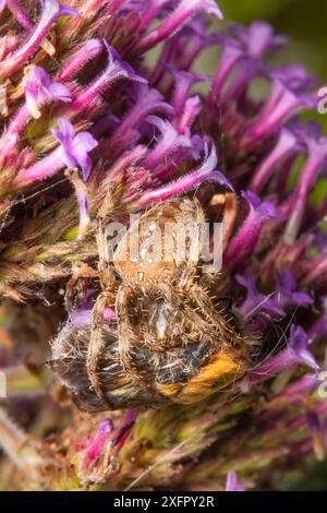 Garden Cross Spider (Araneus diadematus) che trasporta una preda di Bee (Bombus pascuorum) avvolta in seta, Bristol, Regno Unito, settembre. Foto Stock