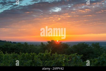 Austria, Burgenland, distretto di Oberpullendorf, vicino a Neckenmarkt, vigneti all'alba Foto Stock