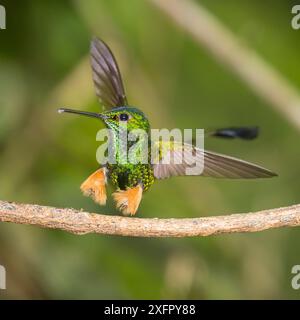 Coda di racchetta con gambo rufo (Ocreatus underwoodii peruanus), atterraggio di colibrì maschio, foresta pedemontana amazzonica, Ecuador. Aprile. Foto Stock