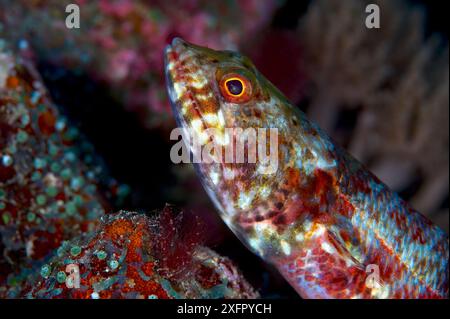 Pesce lucertoso variegato (Synodus variegatus), mare di Bismarck, isole Vitu, nuova Britannia occidentale, Papua nuova Guinea Foto Stock