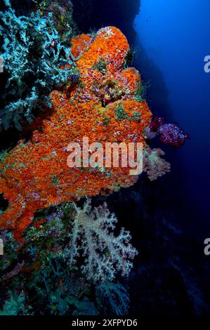 Spugna arancione e coralli morbidi al rientro. Mare di Bismarck, Isole Vitu, nuova Britannia occidentale, Papua nuova Guinea Foto Stock